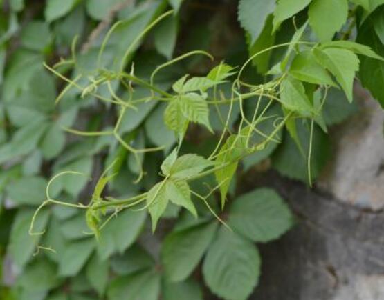 爬山虎和常春藤怎麼區分，盤點三種區別方法(屬性/株型/生長習性)