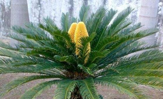 蘇鐵開花有什麼征兆，開花之後是不會死的