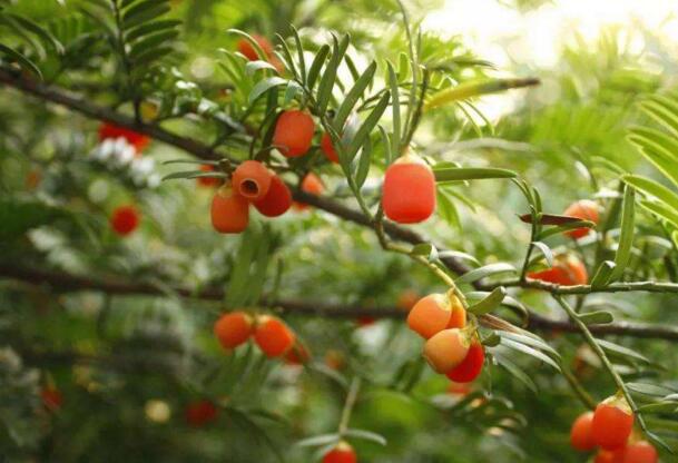 家裏養紅豆杉樹好嗎，好/放在家中的這幾個方位上最好