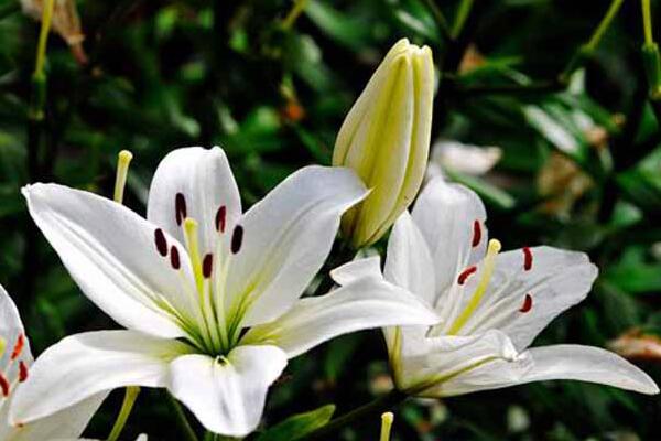 香水百合有毒嗎，花朵無毒但花香有微毒