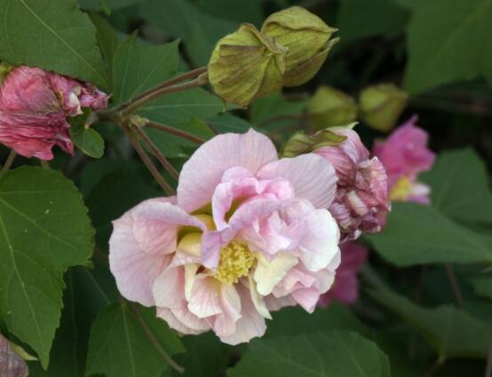 木芙蓉花的病蟲害及其防治，盤點四種常見病蟲害