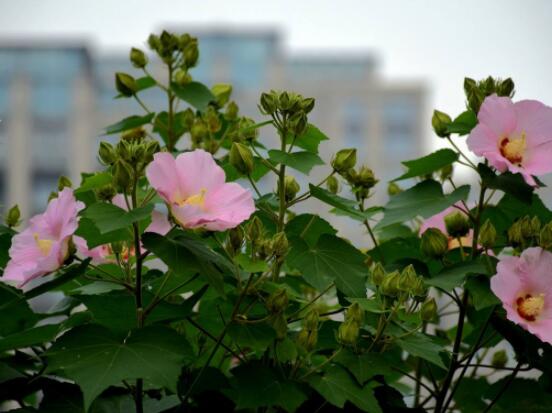 木芙蓉花的病蟲害及其防治，盤點四種常見病蟲害