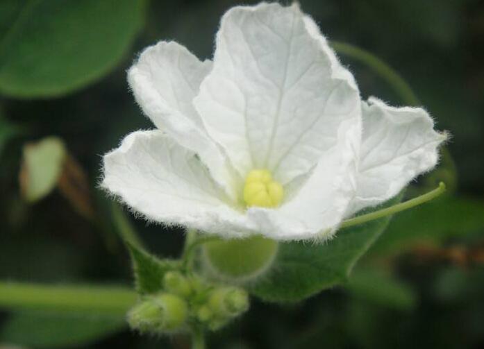 夕顏花是牽牛花嗎，不是/夕顏花是一種比較淒涼的花朵