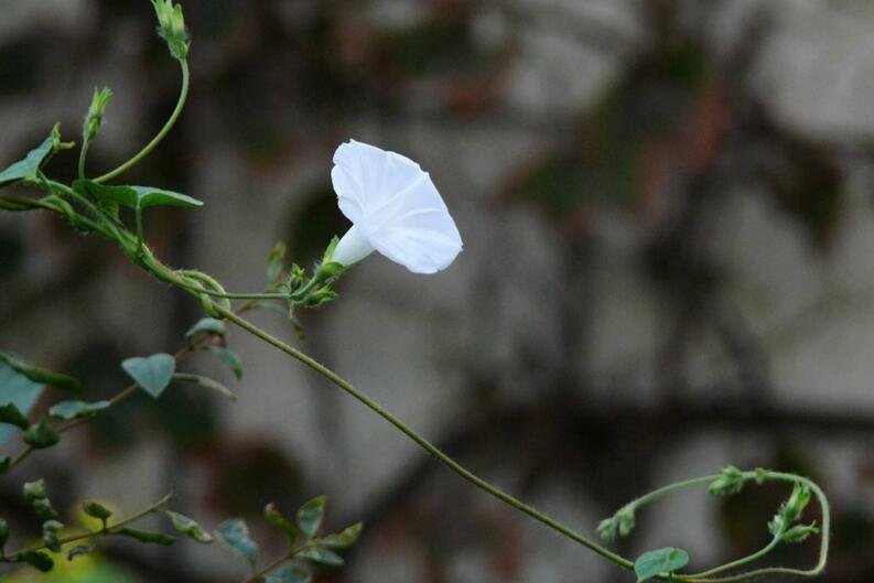 夕顏花是牽牛花嗎，不是/夕顏花是一種比較淒涼的花朵