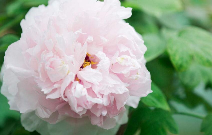 牡丹花的寓意和象征，代表著典雅高貴和富貴吉祥