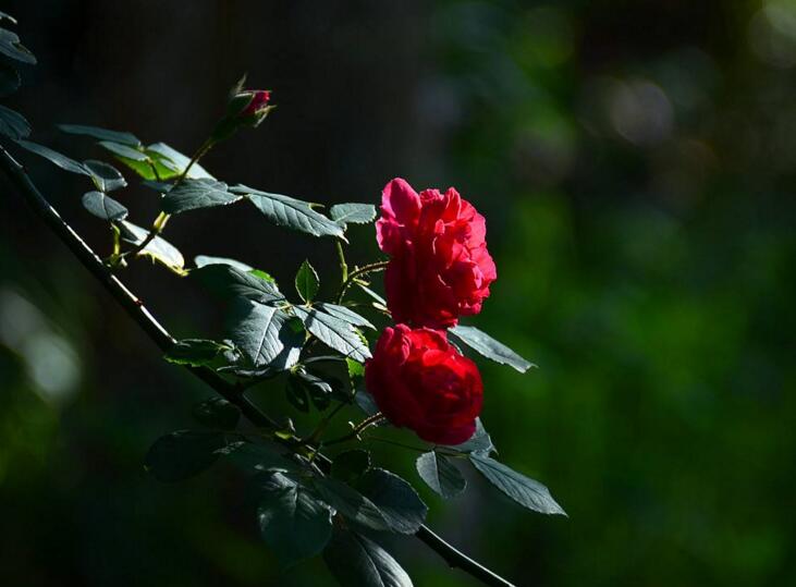 薔薇花焉了怎麼辦，合理的澆水和光照很重要