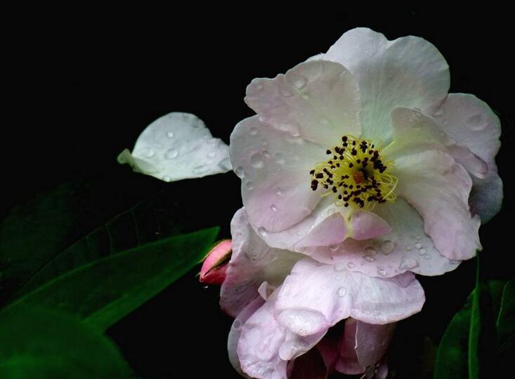 薔薇花焉了怎麼辦，合理的澆水和光照很重要