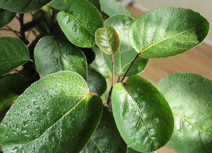 金錢樹夏天怎麼澆水，要注意陰雨天氣的變化影響