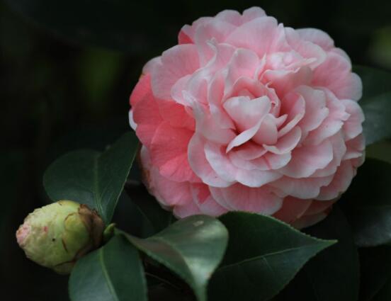 茶花的疏蕾技巧，剪花蕾二分之一為標準(花蕾如黃豆大小)