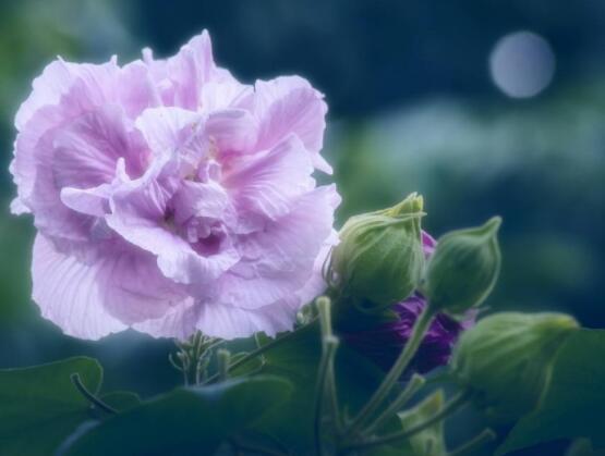 薔薇花種子種植方法，老農總結最簡單實用五種要點