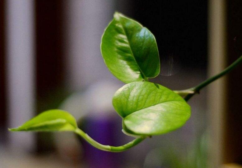 室內養殖綠蘿的作用及好處，裝飾環境又淨化空氣