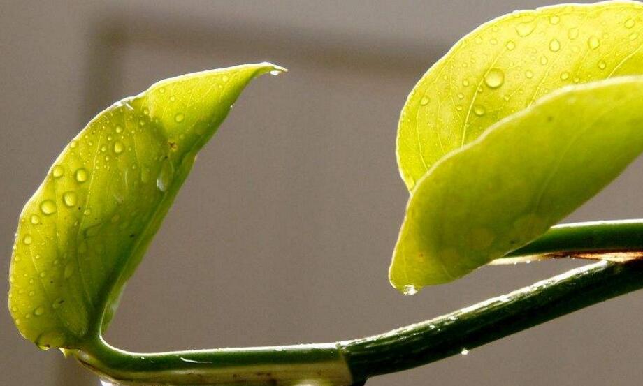 室內養殖綠蘿的作用及好處，裝飾環境又淨化空氣