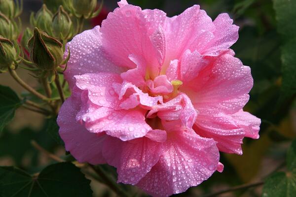 芙蓉花的養殖方法，從四個方麵來做好養護