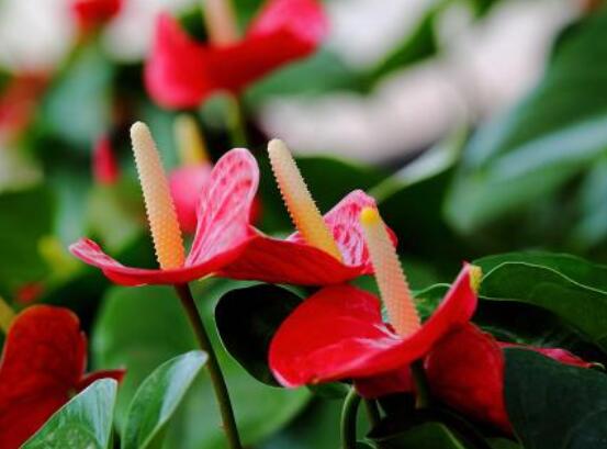 紅掌開花後怎麼處理，及時修剪/控水控肥控光照(有利促花)