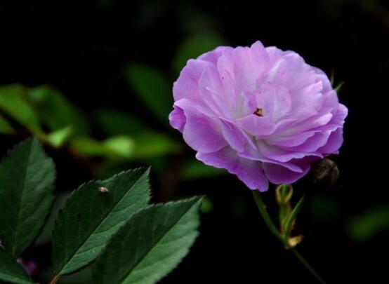 薔薇花的花語是什麼，代表著一種思念的愛/不同顏色不同花語