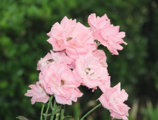 薔薇花的花語是什麼，代表著一種思念的愛/不同顏色不同花語