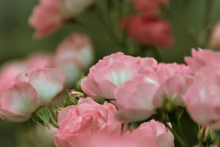 薔薇花怎麼吃，可泡茶喝也可以煮魚湯一起吃