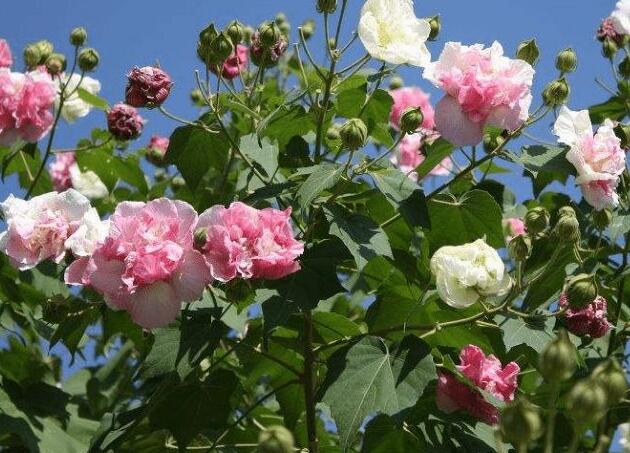 木芙蓉花的病蟲害防治，對症下藥很重要