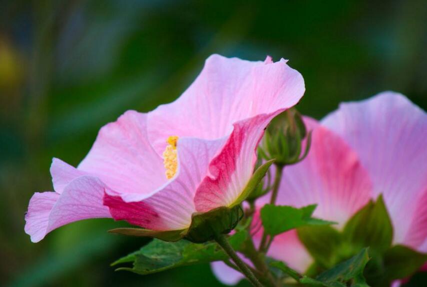 木芙蓉花的病蟲害防治，對症下藥很重要