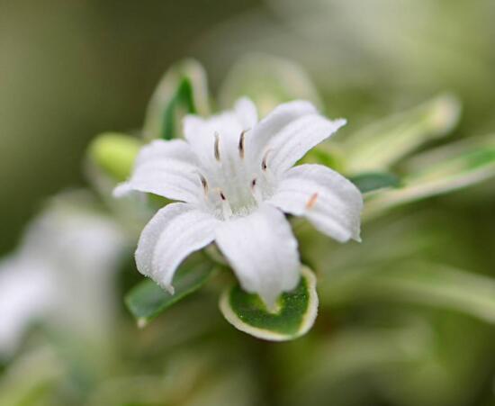 六月雪掉葉子怎麼回事，最簡單實效三種解決辦法