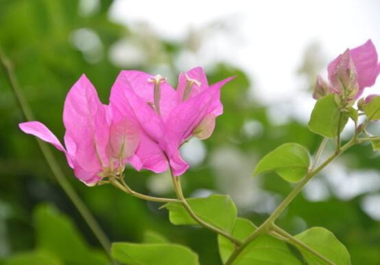 三角梅不開花，教你三種原因以及解決辦法