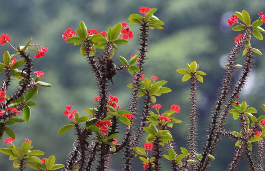 虎刺梅花期，養的好一年四季都可以開花