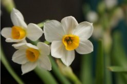 水仙花怎麼催花，水仙花催化技巧