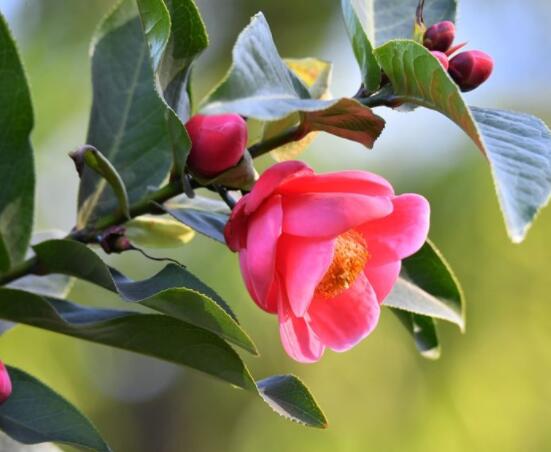 茶花有蕾不開花怎麼辦，三種原因以及解決方法