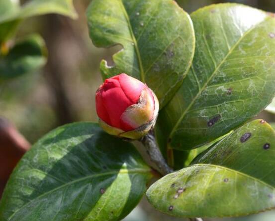 茶花有蕾不開花怎麼辦，三種原因以及解決方法