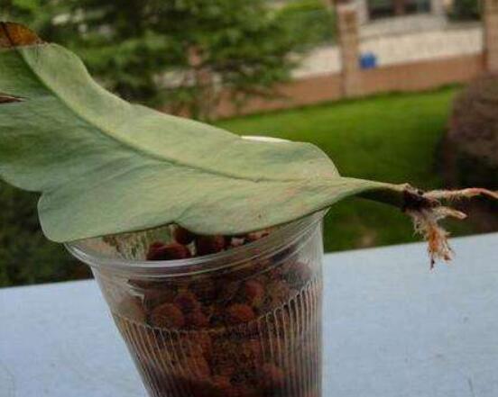 曇花的繁殖方法，盤點最常見的三種繁殖方法(扡插/播種/嫁接)