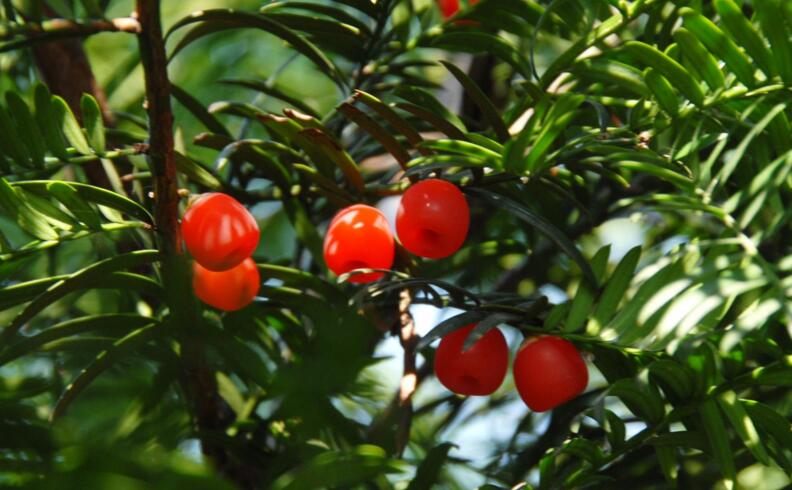 紅豆杉的修剪方法圖，注意抹芽、摘心、短截的區別