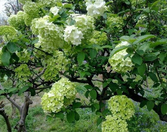 繡球花可以噴水嗎，可以/促進枝葉生長、花開茂盛