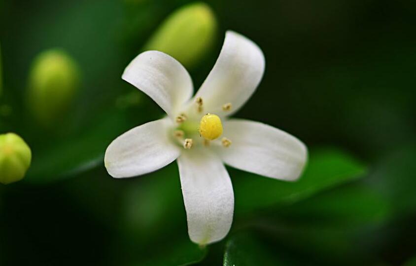 九裏香花可以吃嗎，能吃/但是常被當做藥物使用