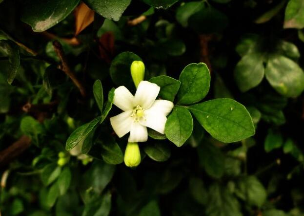 九裏香花可以吃嗎，能吃/但是常被當做藥物使用