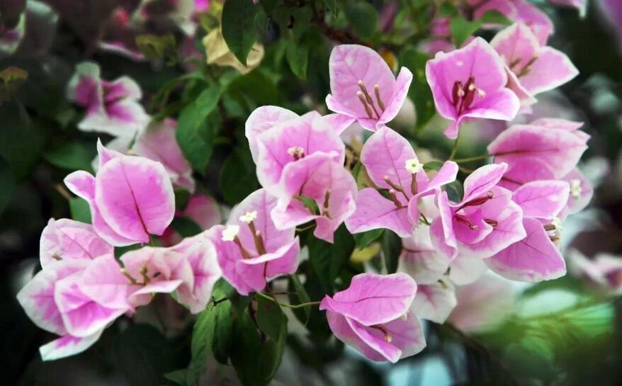 三角梅花期什麼時候，養的好一年四季都可以開花