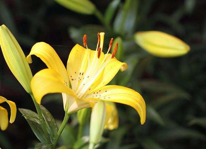 百合花寓意，不同的國家有著不同的寓意