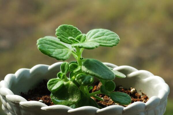 碰碰香爛根怎麼辦，剪除爛根重新栽種