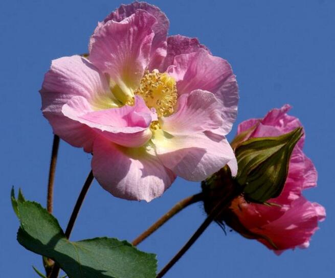 木芙蓉花什麼時候開花，在每年的8到11月份開花