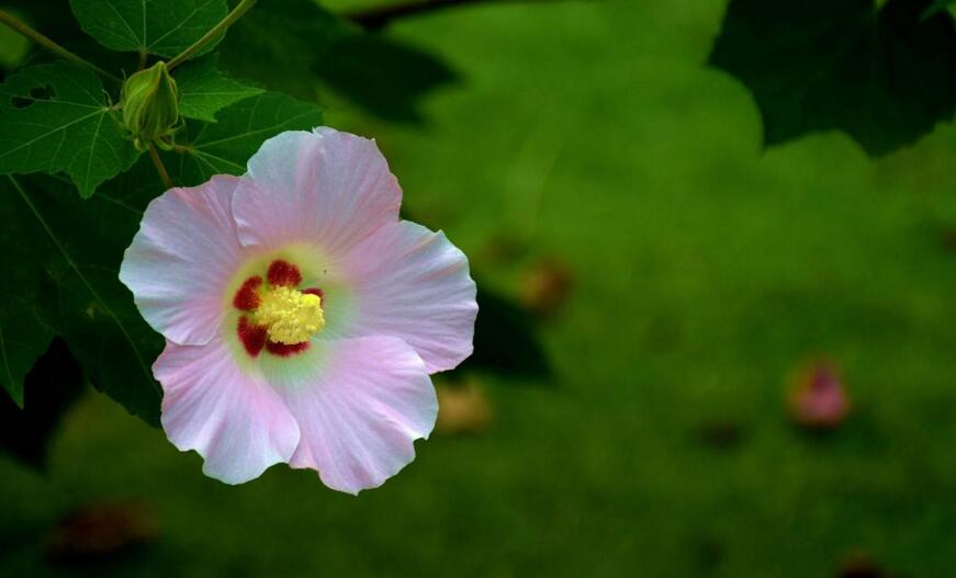 木芙蓉花什麼時候開花，在每年的8到11月份開花