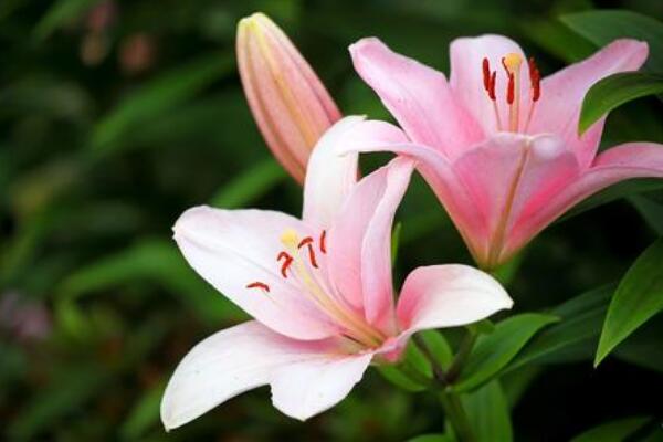 香水百合一年開幾次花，自然條件一年開一次/溫室栽培可以開兩次