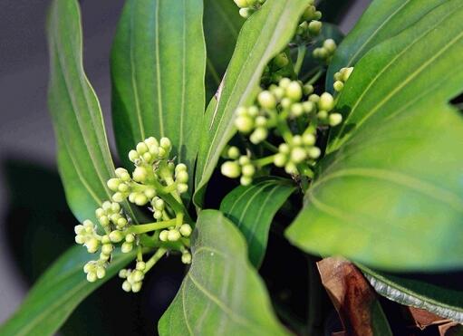 平安樹怎麼修剪才茂盛，3種修剪方法