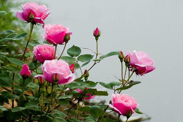 月季花剛種能淋雨嗎，淋雨有助於月季生長(做好排水措施)