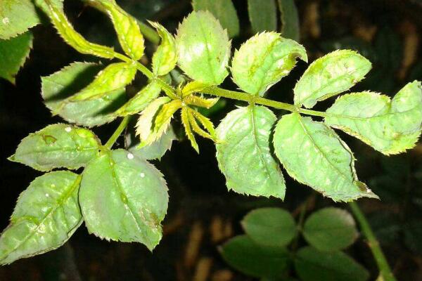 月季花剛種能淋雨嗎，淋雨有助於月季生長(做好排水措施)