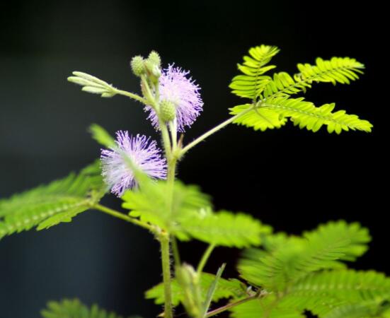 含羞草有什麼功能，趣味性十足、預測天氣、淨化空氣