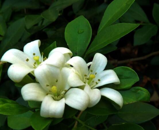 九裏香花有毒嗎，無毒/製作香精香料、泡茶泡酒喝