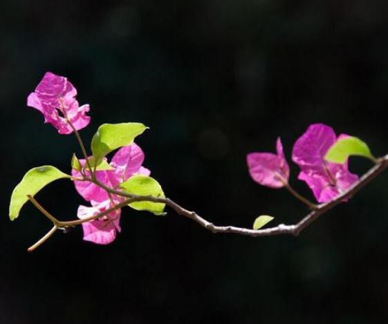 三角梅什麼時候剪枝，一般以春季修剪最佳(生長期與花謝期)