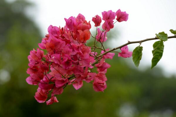 三角梅掉葉子怎麼辦，先分析原因然後進行處理