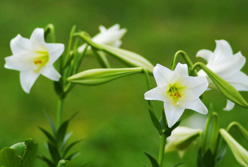 百合花怎麼養水裏，水培的4個注意事項