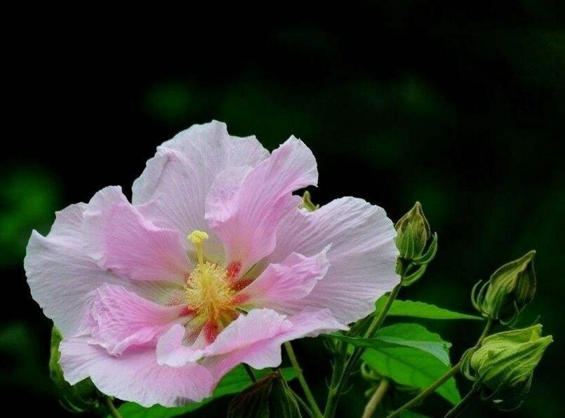 盆栽芙蓉花的養殖方法，養護得當可以花開滿園