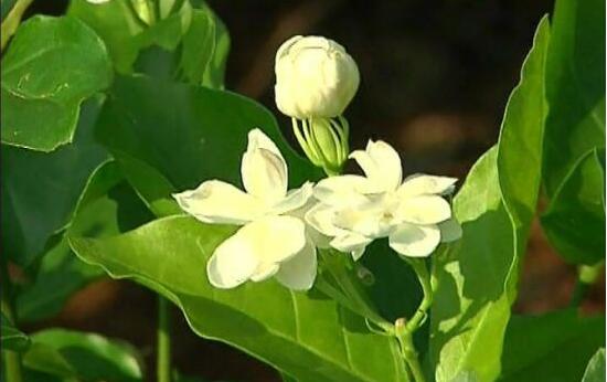 茉莉花常見的病蟲害及其防治方法，老農總結最常見四種病蟲害